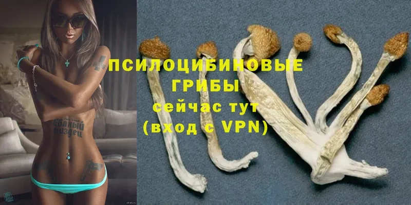 Псилоцибиновые грибы Magic Shrooms  мега зеркало  Балашов 